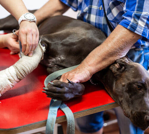 Accident Coverage Pet Insurance