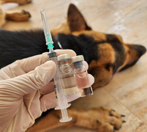 Pet Insurance Additional Add-Ons